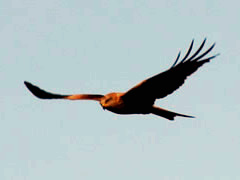 Red Kite overhead Dec 2012